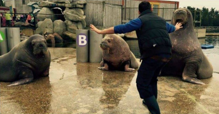 Digi-snack: Dyrepassere pariodierer Chris Pratt i ‘Jurassic World’