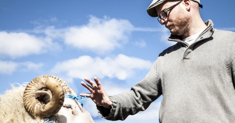 ’Blandt mænd og får’-instruktør: »Får er nemmere, de bruger ikke method-acting«