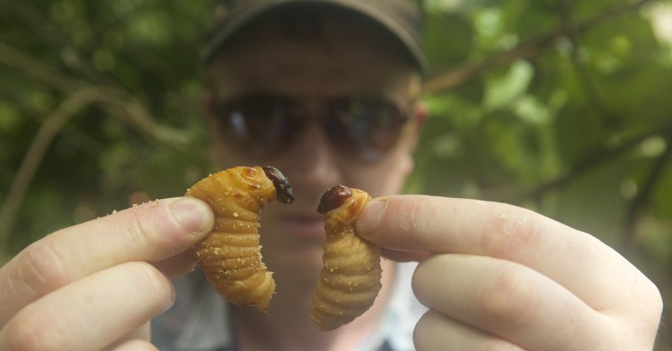 ’Bugs’: Dansk dokumentarfilm om insekter som det nye gourmetmad