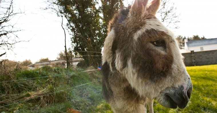 ’Do Donkeys Act?’: Æselfilm a la Jørgen Leth eller Werner Herzog