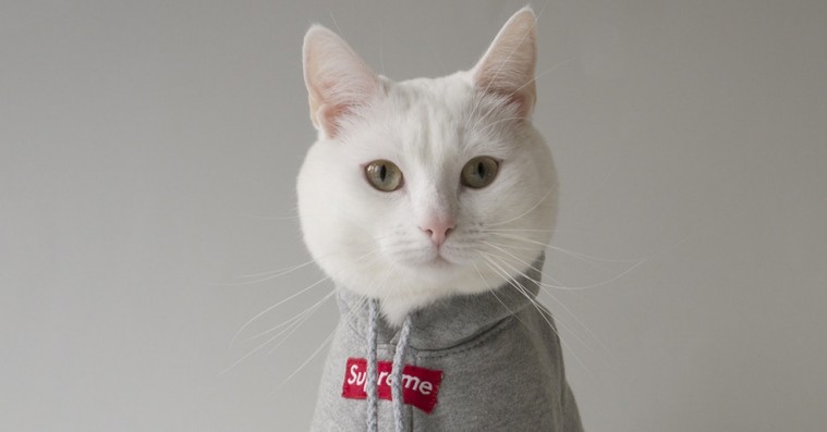 Mød Instagram-katten der giver modedyr helt ny betydning