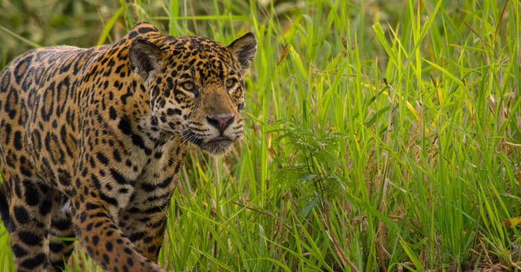 Netflix’ ’Our Planet’ er naturdokumentarens uskyldstab