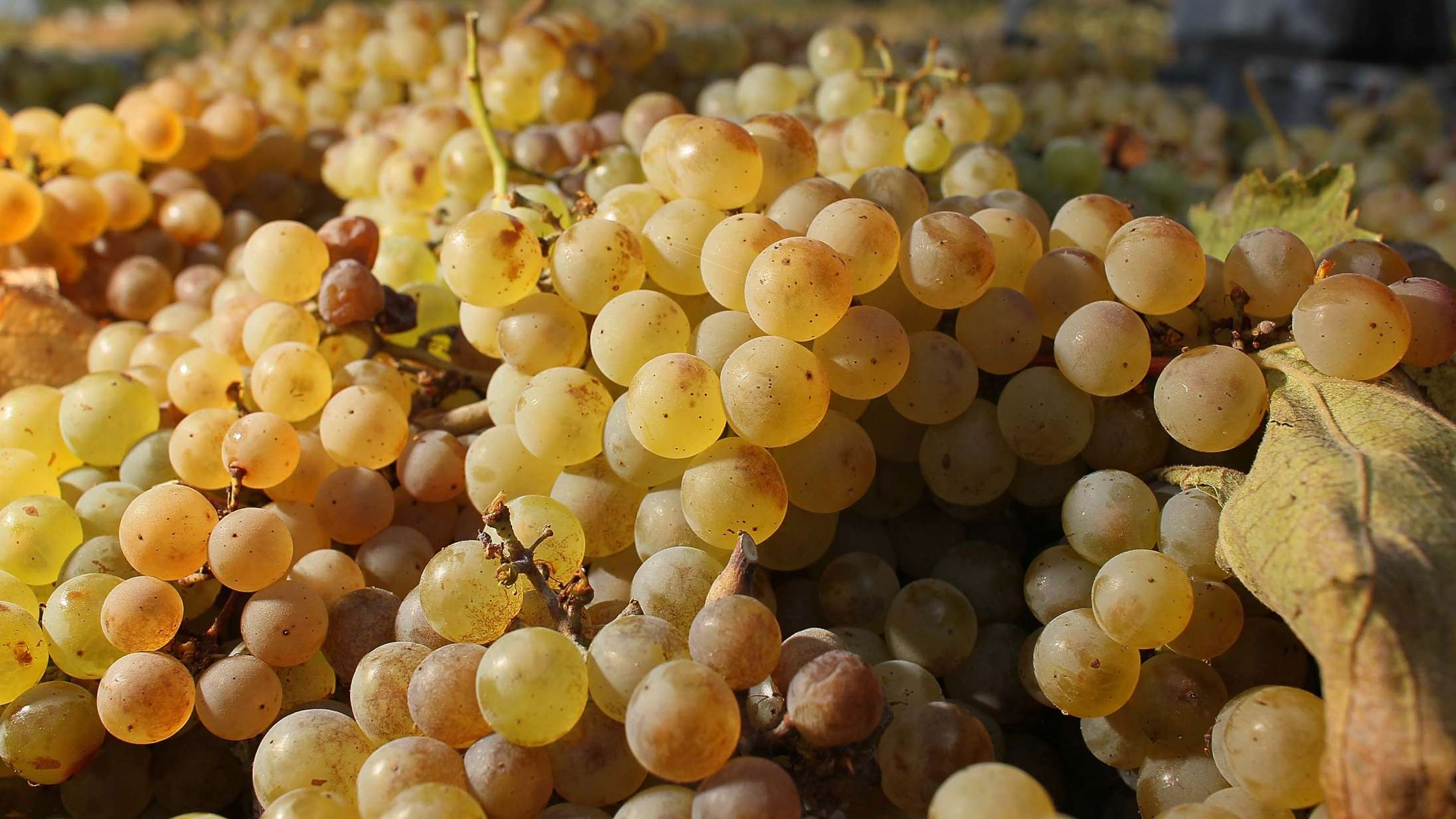 Tre nytårsvine til dig, der elsker naturvin – eller gerne vil