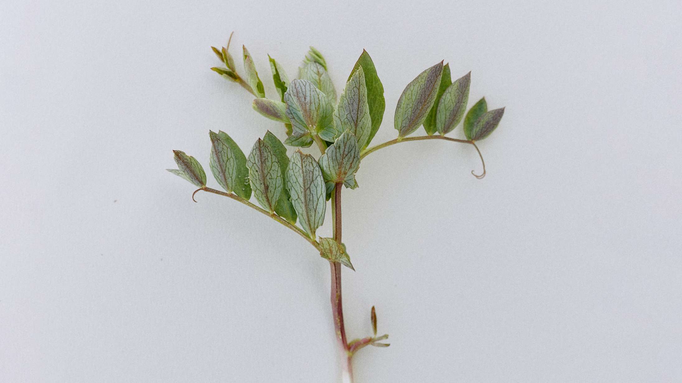 Ny bog vil lære dig at sanke: »Det er jo Pokemon Go for voksne«