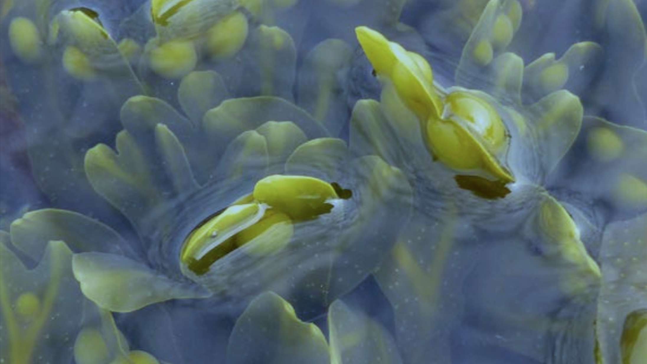 Tre spiselige tangtyper du selv kan høste nu