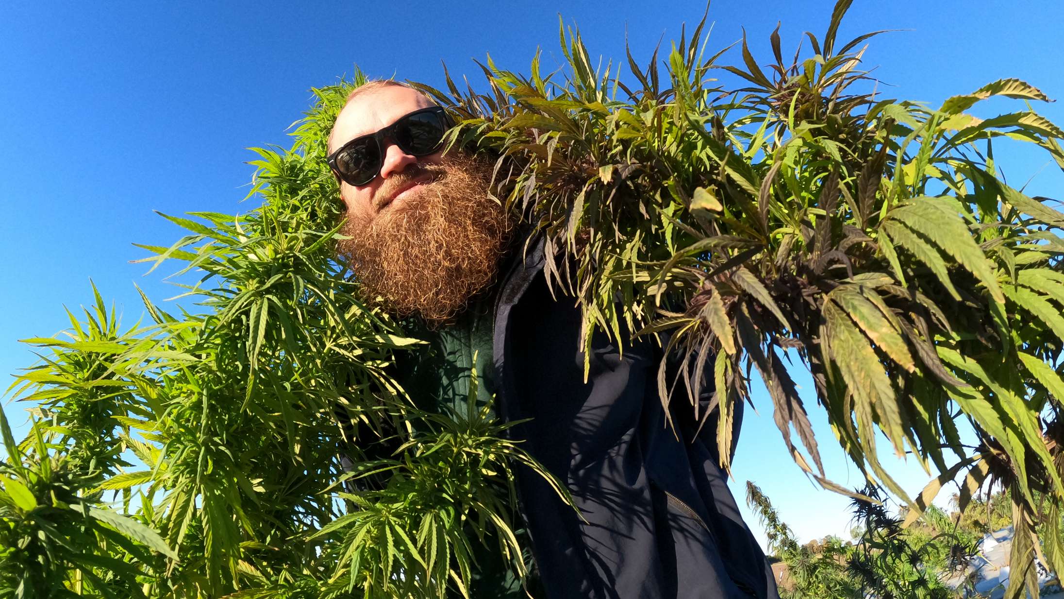 Raske Penge er begyndt at sælge hamp – altså ikke til at ryge