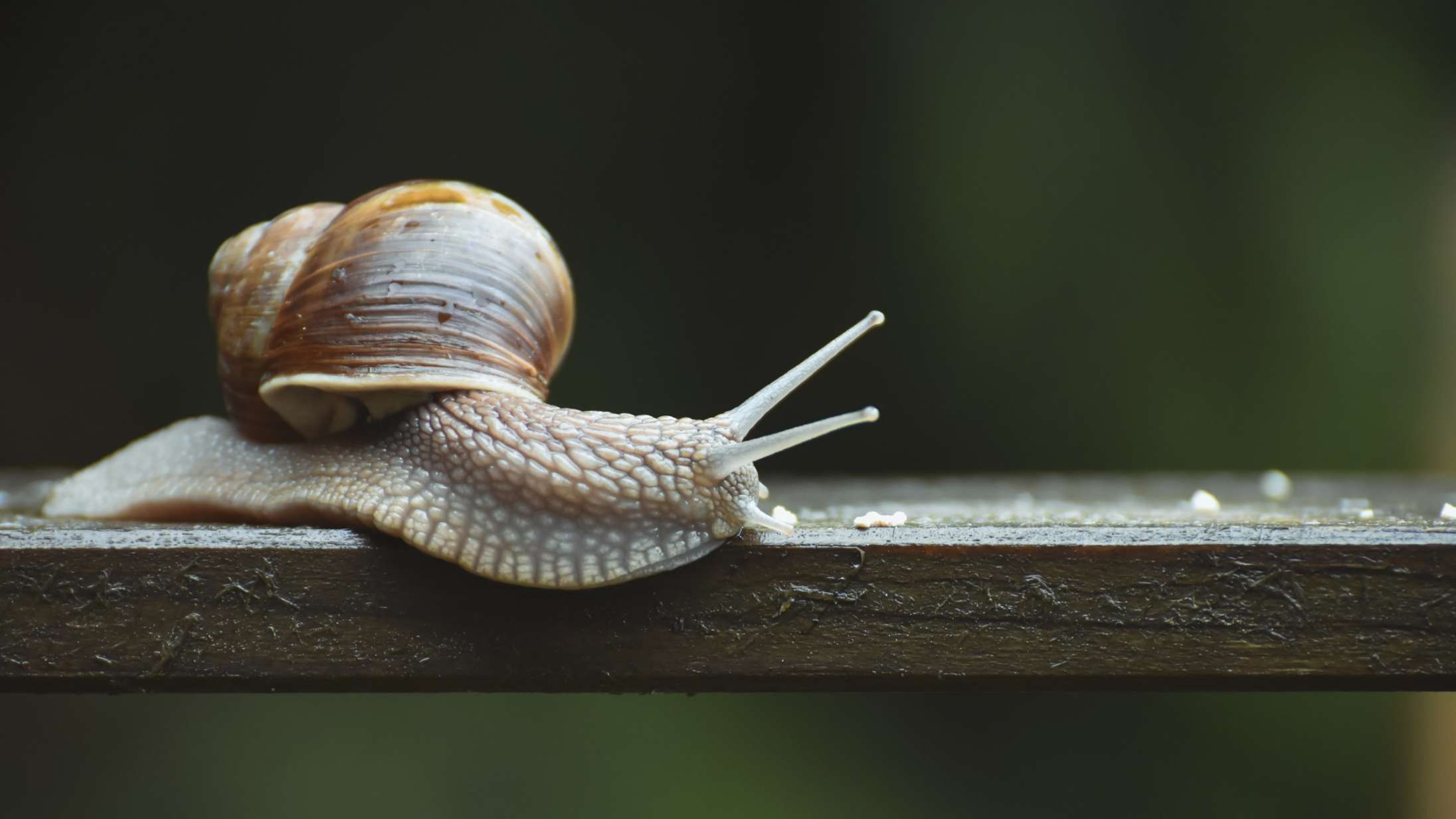 En udødelig snegl på TikTok stiller os over for et af livets største filosofiske spørgsmål