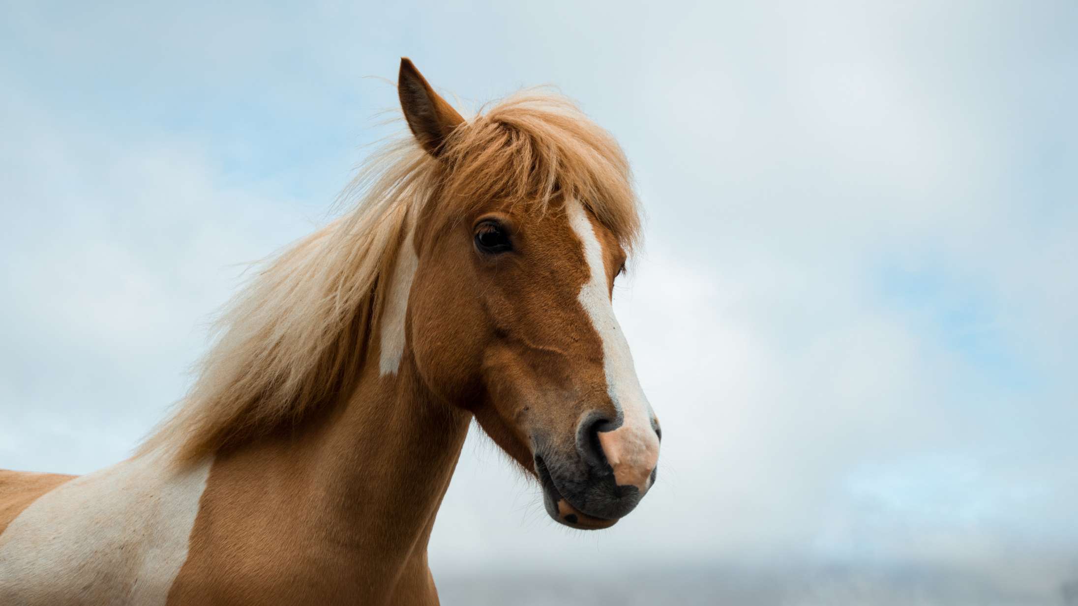 Reddit prøver at forklare Heste-Nettet til en nysgerrig bruger, og det er helt genialt