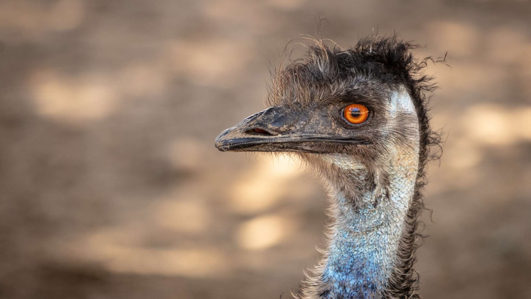 TikToks største emu-stjerne kæmper for sit liv