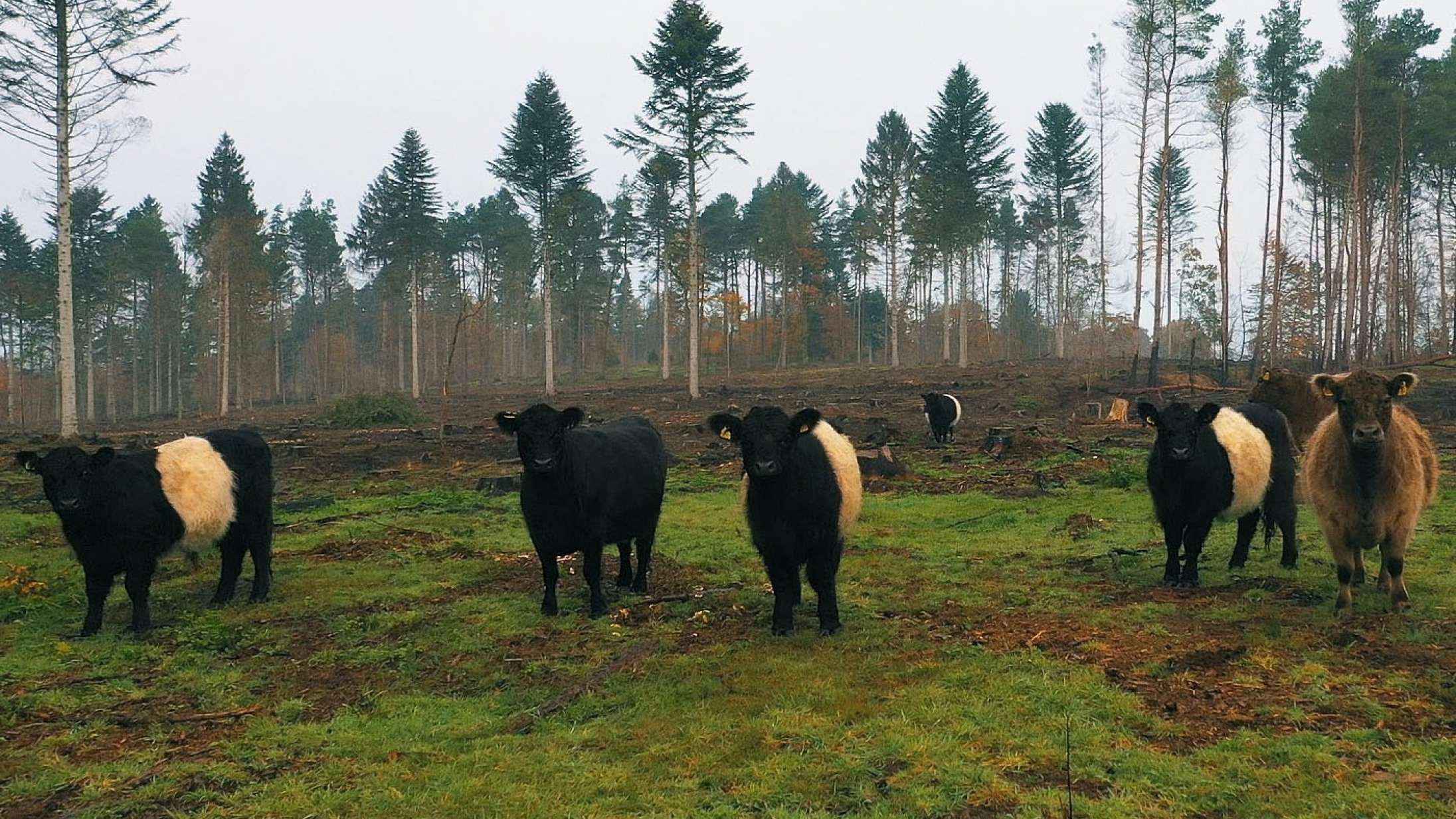 ’Organiseret vildskab’: Er det altid dårligt at fælde træer? Det spørger anerkendt dansk dokumentarist i ny film