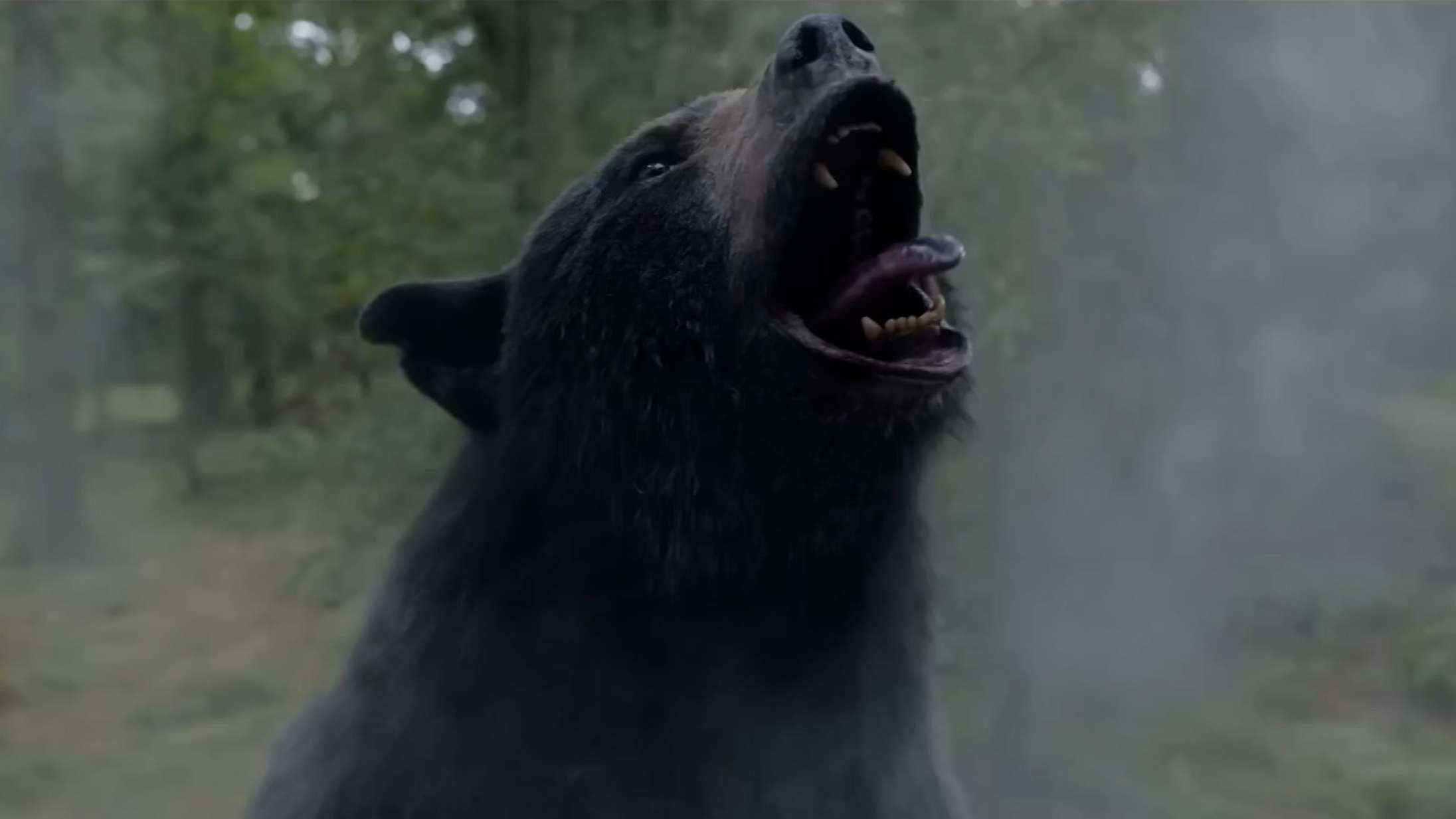 Historien bag kokainædende blockbuster-bjørn er så latterlig, at den kun kan være sand