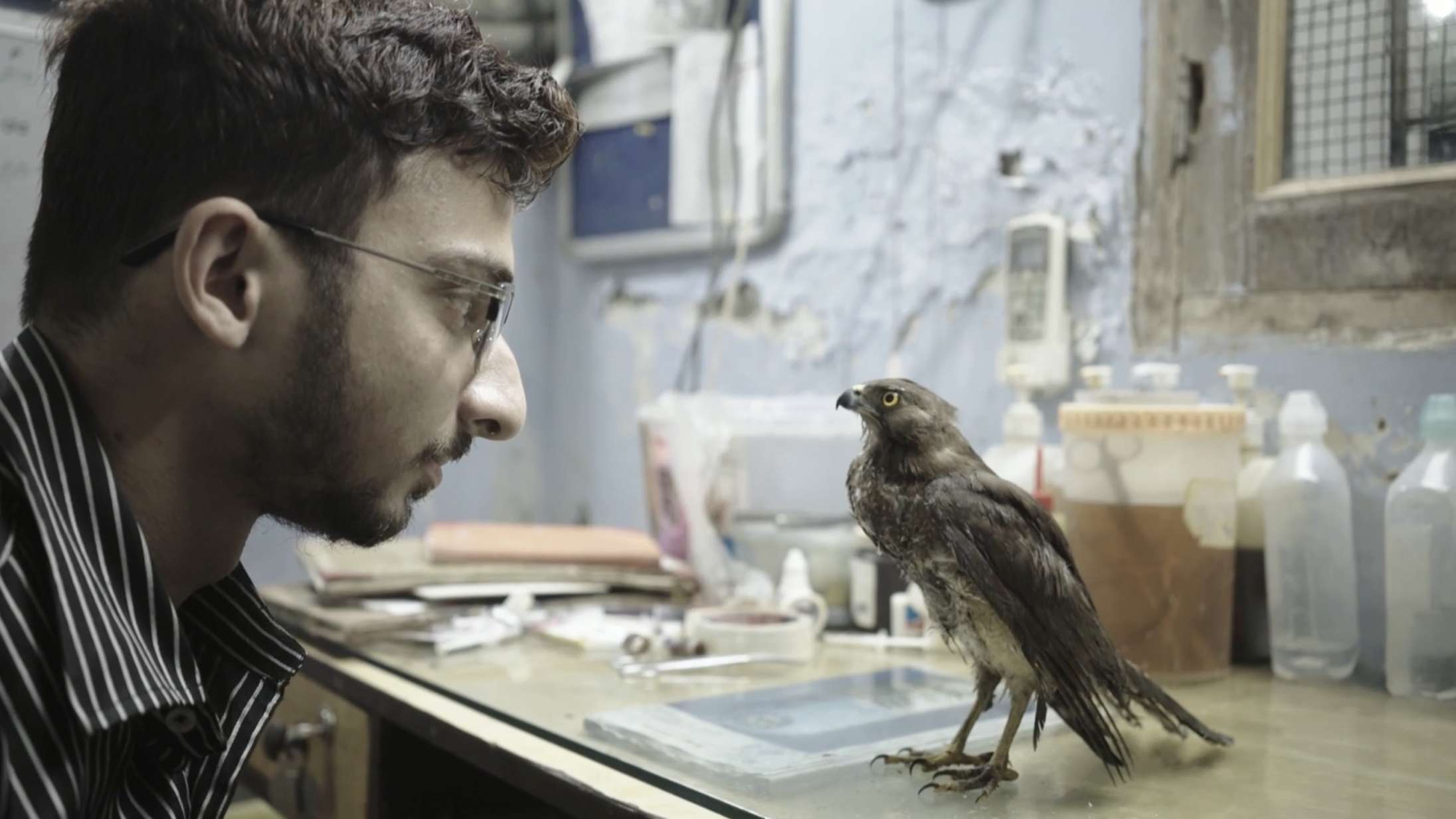 ’All That Breathes’: Oscar-nomineret dokumentar om klimatruet rovfugl er fuldkommen bjergtagende