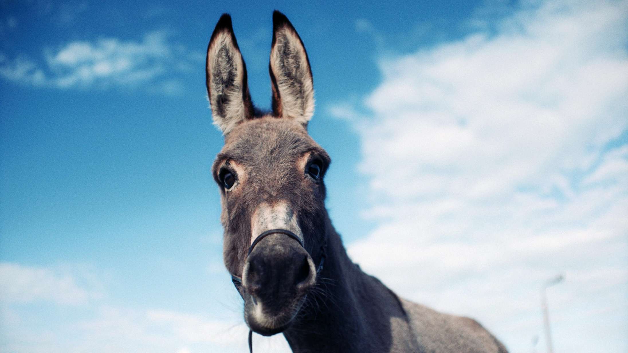 ’EO’: Vi er alle sammen æslet i drønhamrende flot og sanselig filmoplevelse