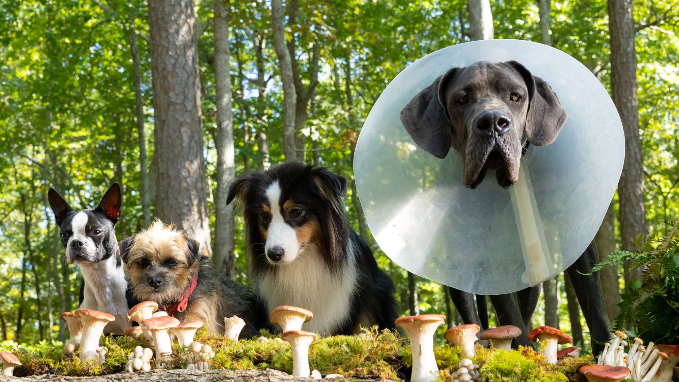 ’Doggy Style’: Nej, denne hundekomedie med Will Ferrell og Jamie Foxx er absolut ikke for børn