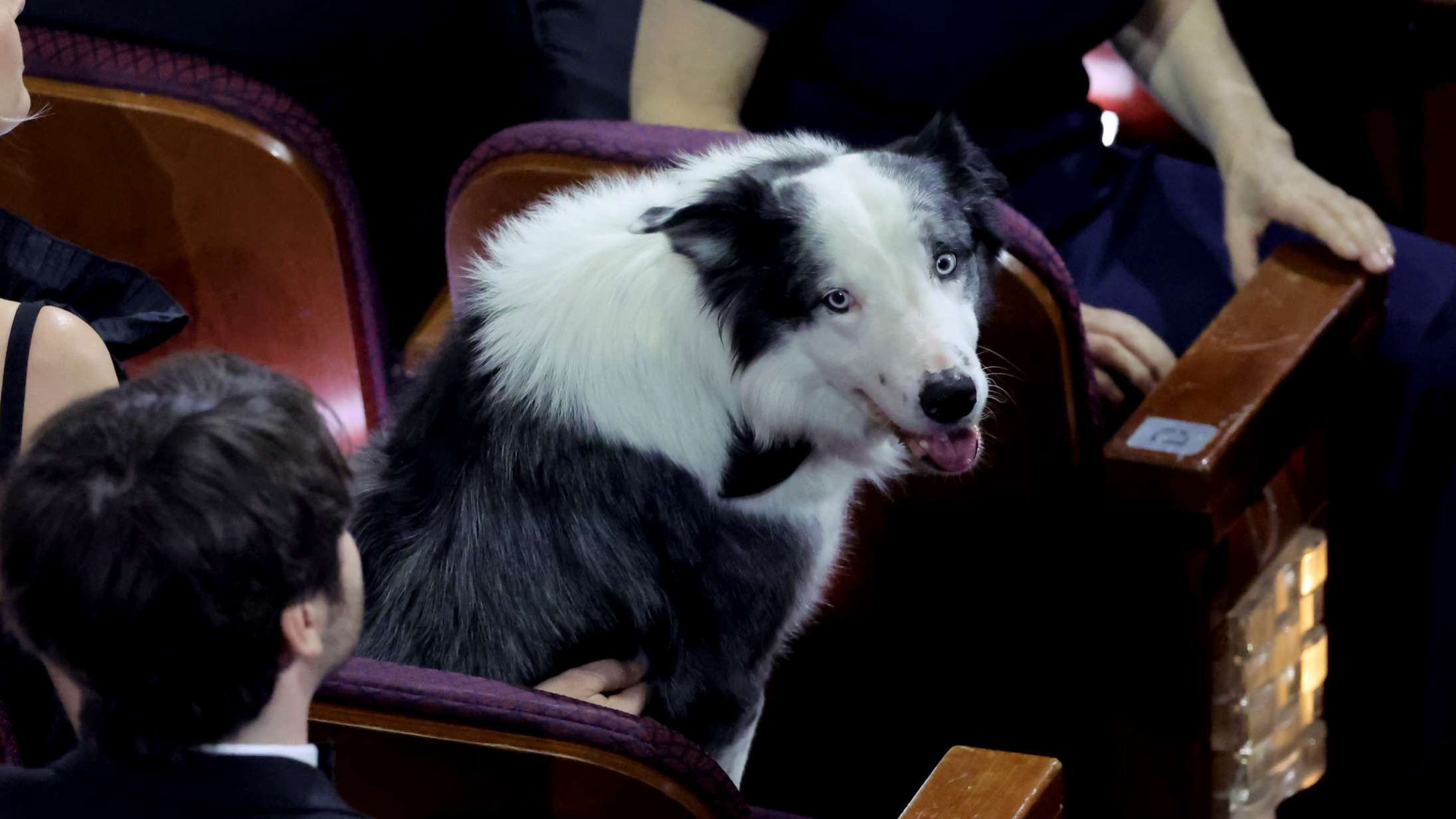 Hunden Messi stjal billedet ved Oscar-showet – klappede iført butterfly