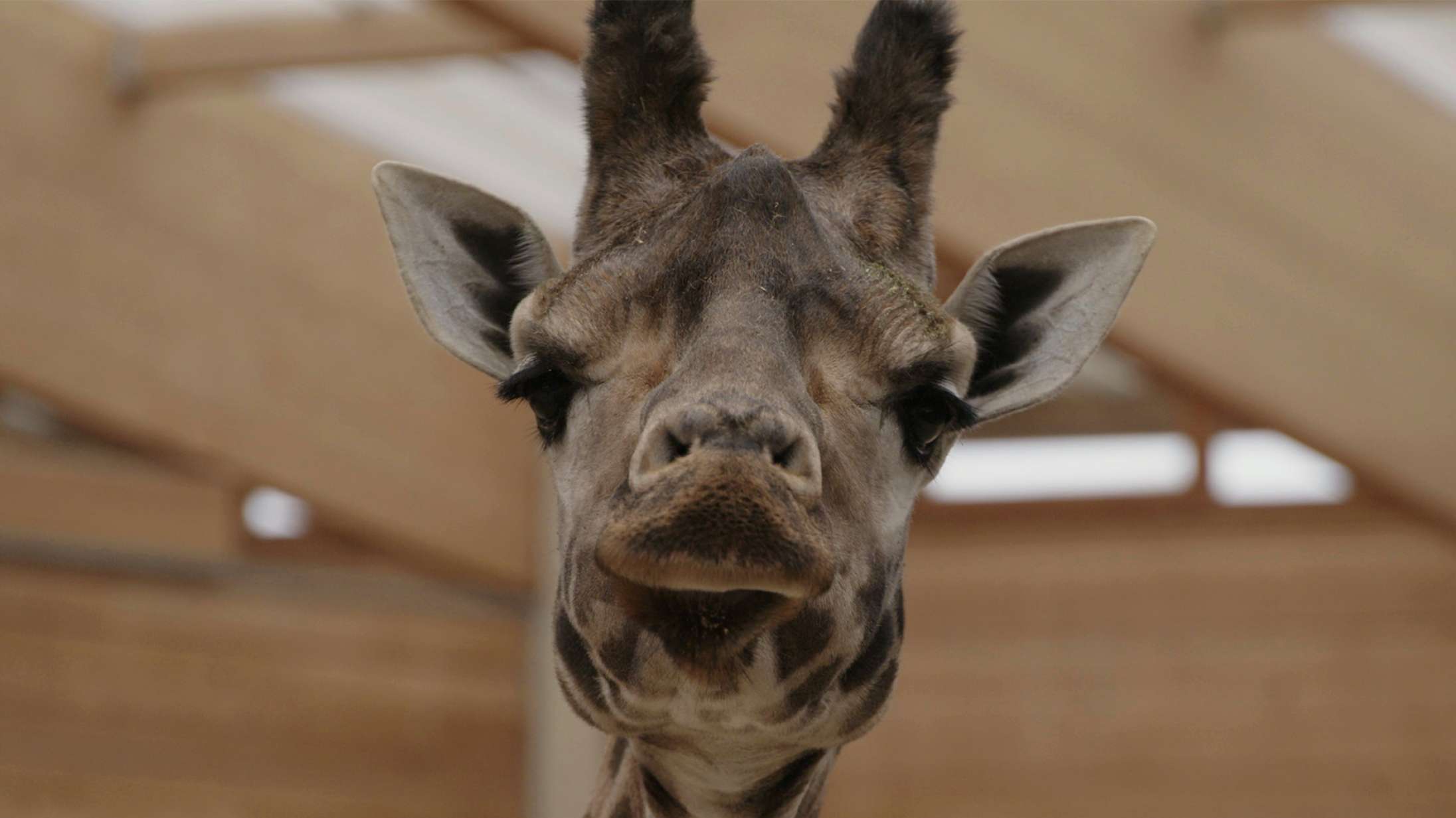 ’Livet og andre problemer’: Dansk dokumentar besvarer det allerstørste spørgsmål med humor og stor nysgerrighed