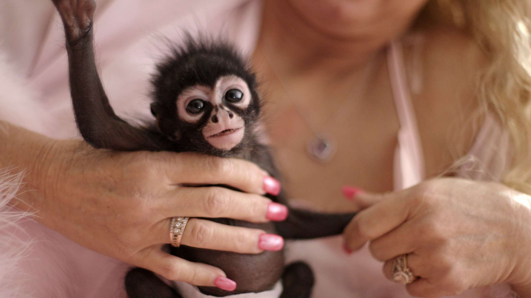 ‘Chimp Crazy’: Manden bag ‘Tiger King’ har fundet endnu en fuldkommen vanvittig dyrehistorie