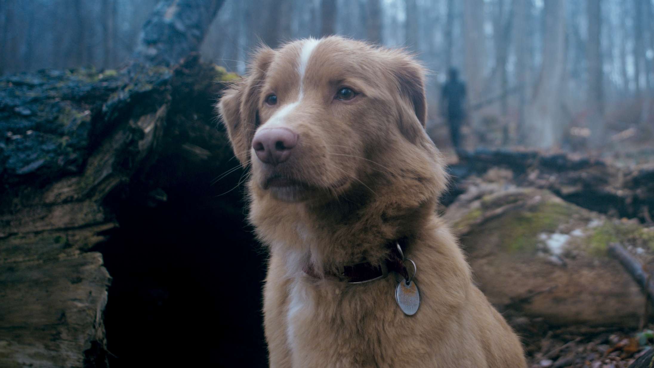 Hund fra hypet horrorfilm kritiserer Oscar-akademiet: »Jeg er åbenbart ikke en god nok dreng til jer«