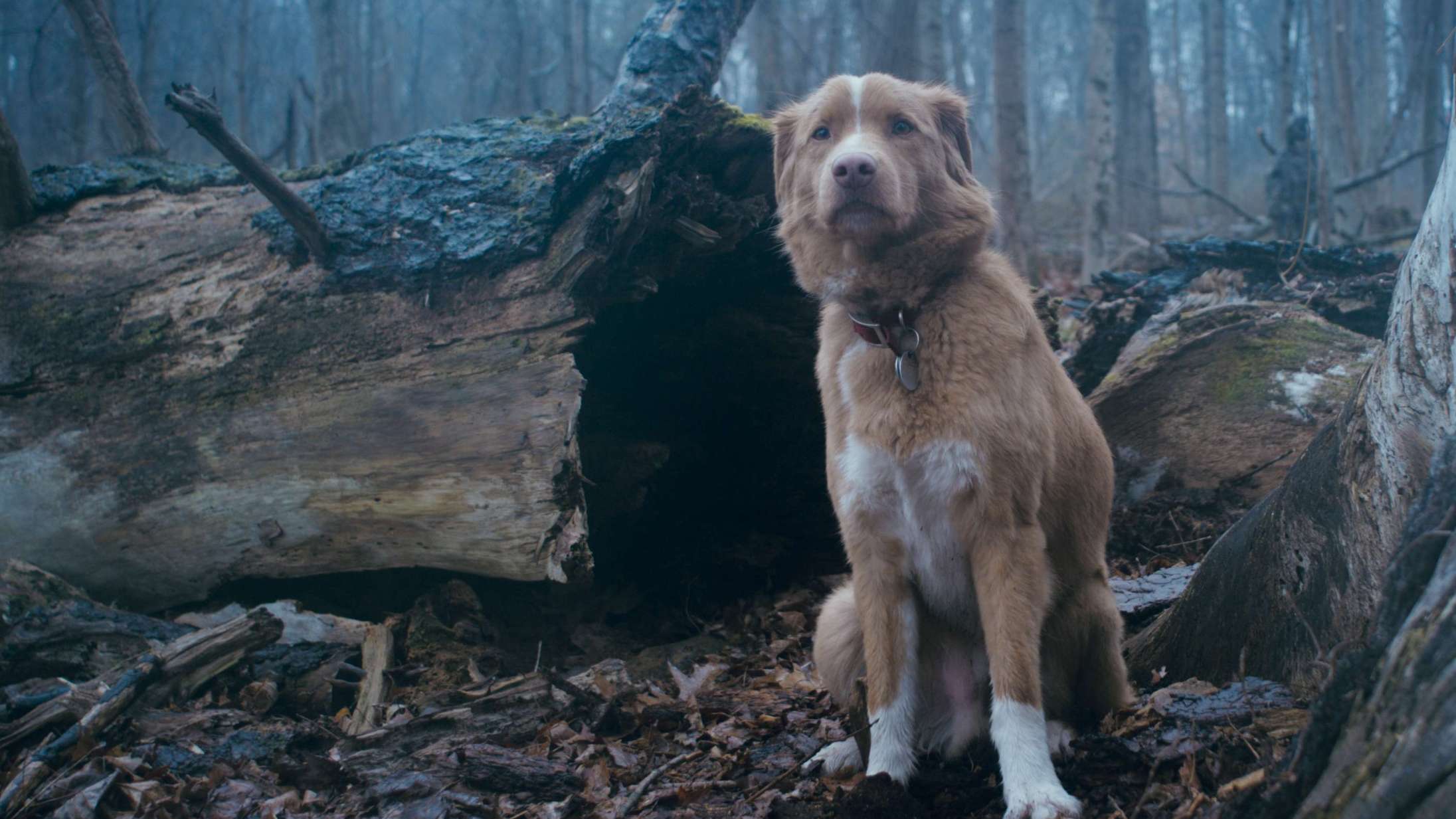 ‘Good Boy’: Hunden i hypet gyser udtrykker sig helt fænomenalt
